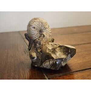 Rare Ammonite Hoploscaphites Cretaceous Period Extinct Marine Cephalopod Fossil